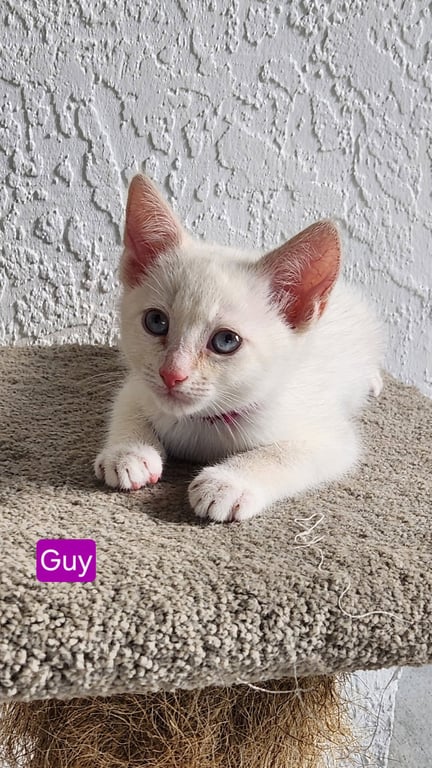 Guy * Image