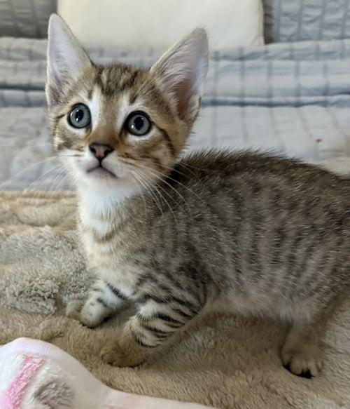 Cats for Adoption in West Palm Beach, FL | 260 Available | WeRescue