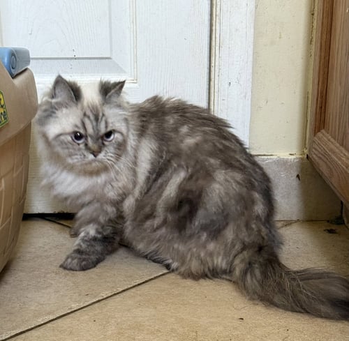 SORAYA (SO-RYE-A) - Persian available for adoption