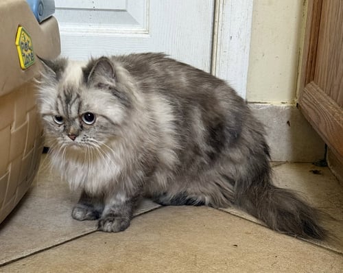 SORAYA (SO-RYE-A) - Persian available for adoption