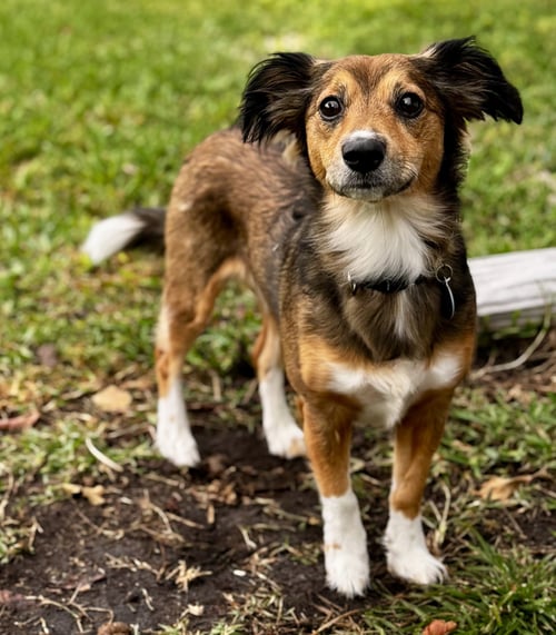 PIPER
