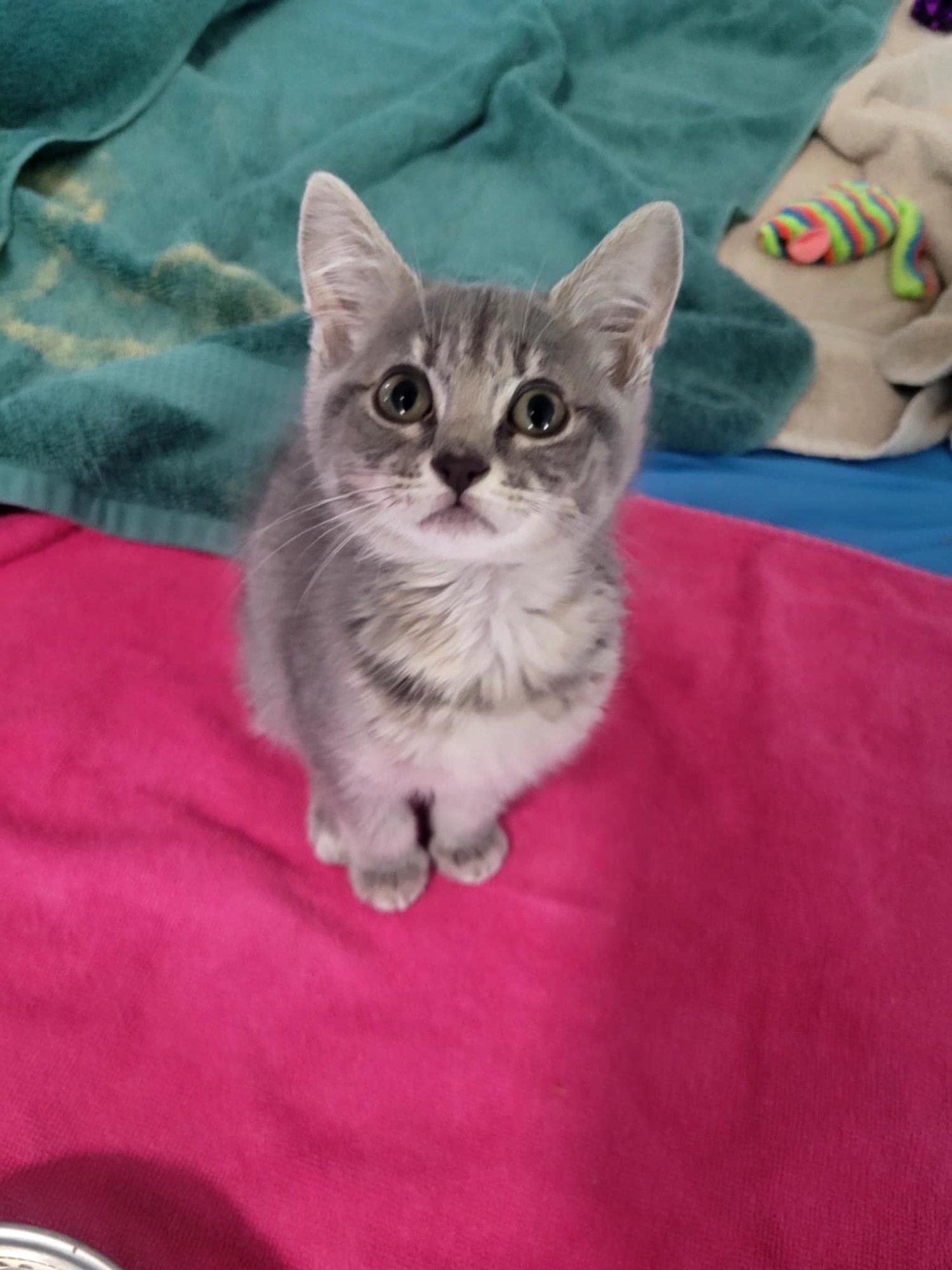 CHATTY CATHY * - Tabby available for adoption