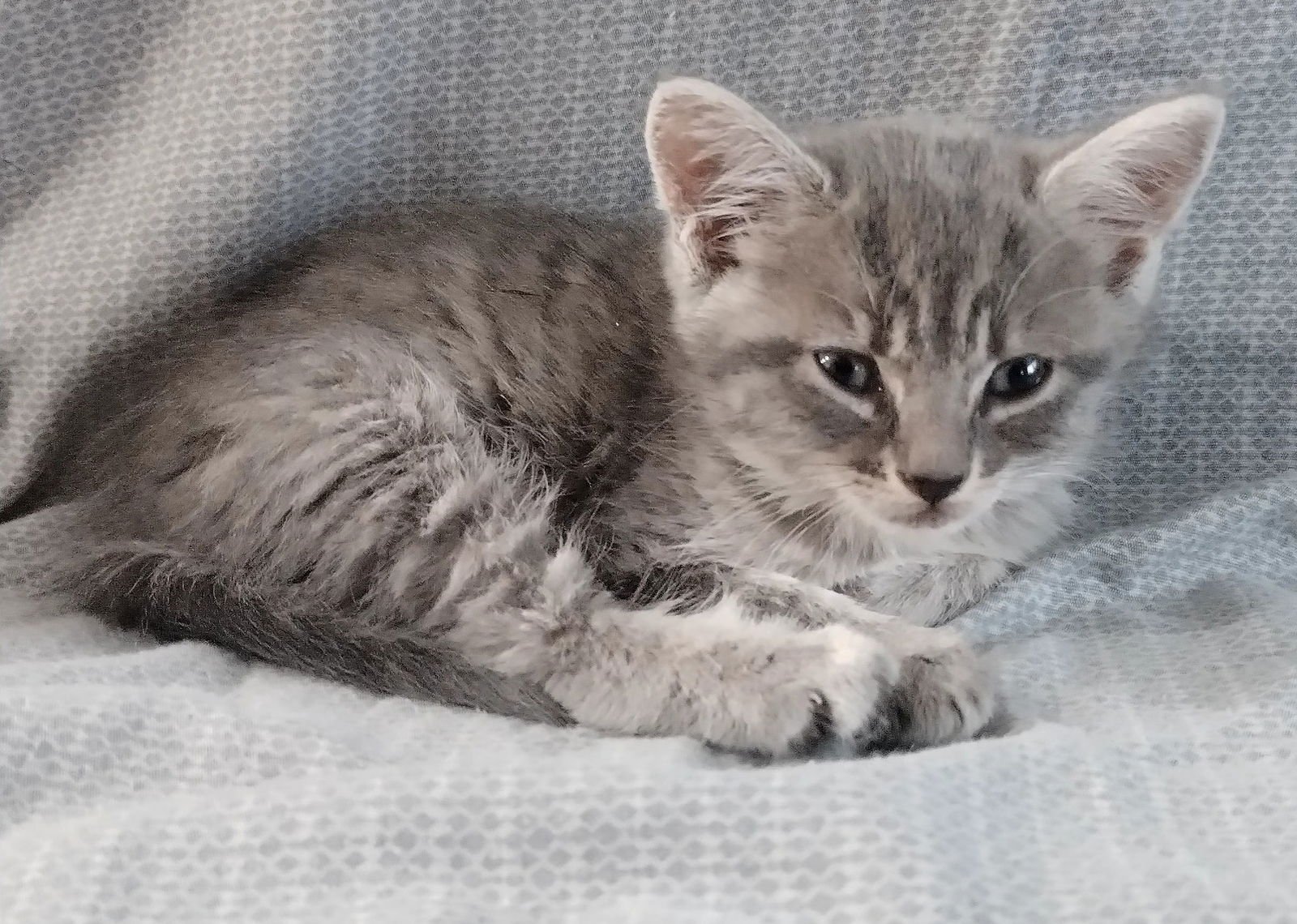 CHATTY CATHY * - Tabby available for adoption