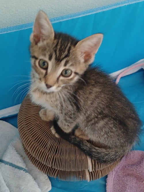 ABBY * - Tabby available for adoption