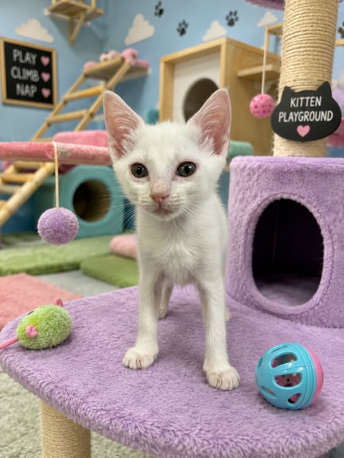 ZIGGY * - Domestic Short Hair available for adoption