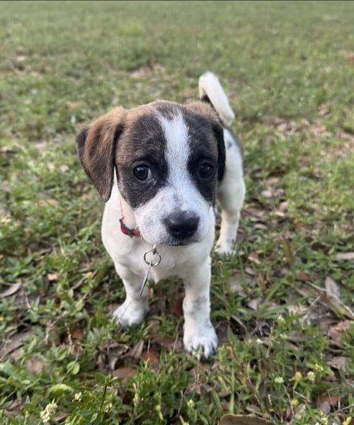 FAITH * - Dachshund / Black Mouth Cur available for adoption