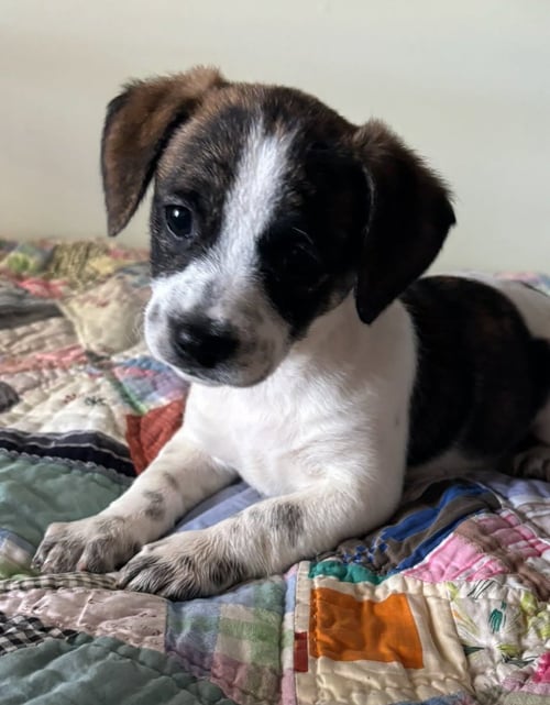 FAITH * - Dachshund / Black Mouth Cur available for adoption