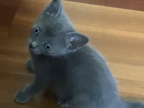 LILY * - Domestic Short Hair for adoption in West Palm Beach