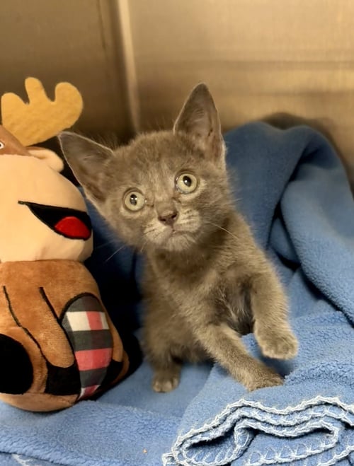 LILY * - Domestic Short Hair available for adoption