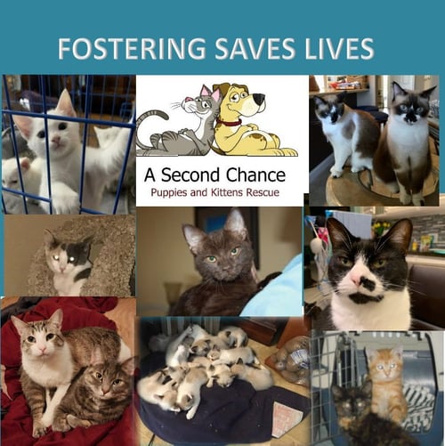 I WANT TO FOSTER TO ADOPT A CAT - Domestic Short Hair available for adoption