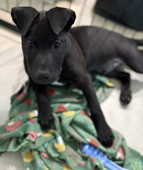 FRIDAY * - Labrador Retriever / Terrier for adoption in West Palm Beach