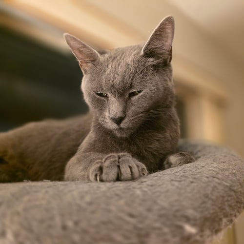 LADY GREY * - Domestic Short Hair for adoption in West Palm Beach