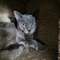Lady Grey * - Photo 2