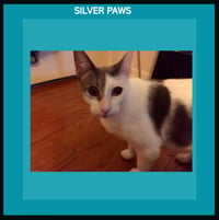 Chance the cat - Photo 1