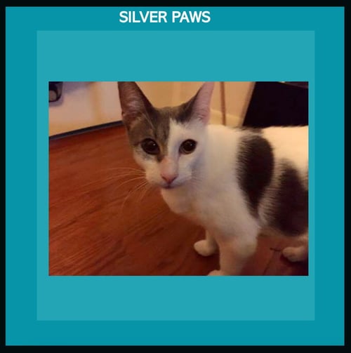 CHANCE THE CAT - Domestic Short Hair available for adoption