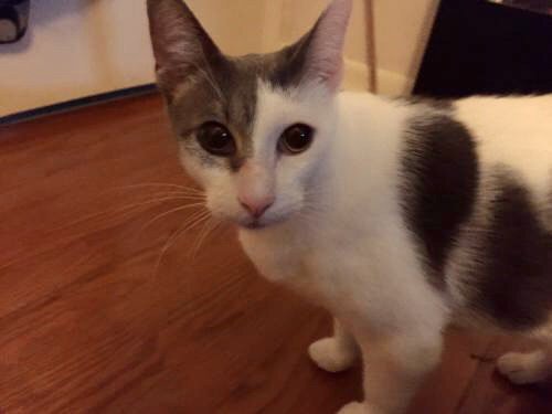 CHANCE THE CAT - Domestic Short Hair available for adoption