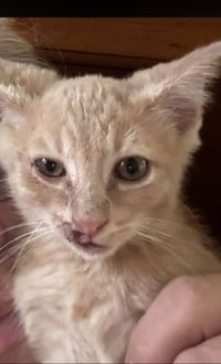 Cheeto - Photo 1