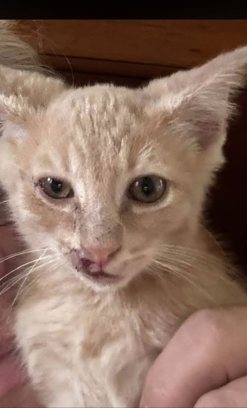 CHEETO * - Tabby available for adoption