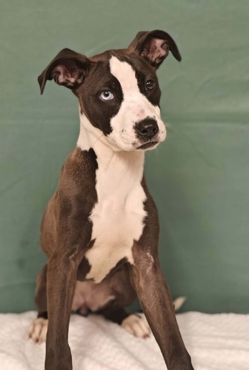 DAZZLE * - Terrier available for adoption