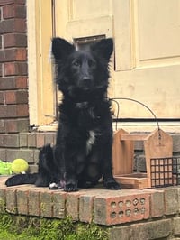 Rosie * - Photo 2