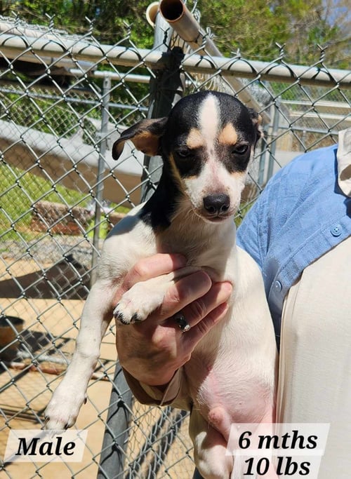 HOPPER * - Terrier available for adoption