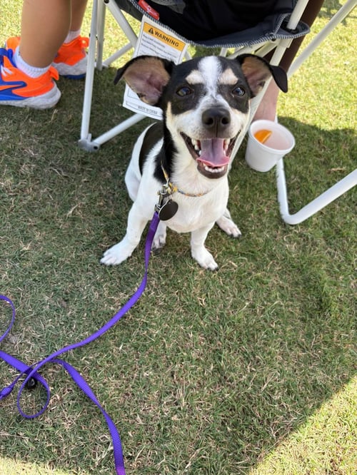 HOPPER * - Terrier for adoption in West Palm Beach