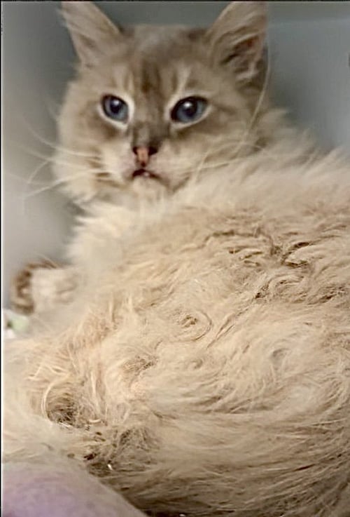 BENNY - Ragdoll available for adoption