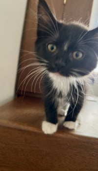 Chestnut * - Photo 3
