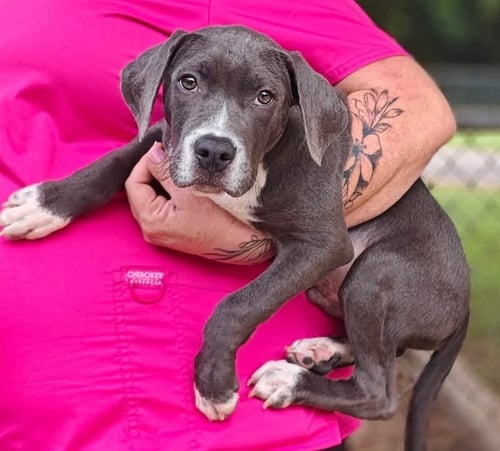 ALFIE - Hound available for adoption