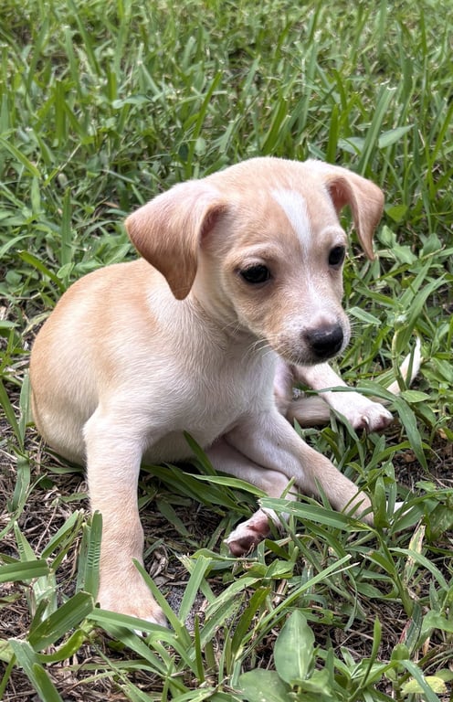 Vito Image