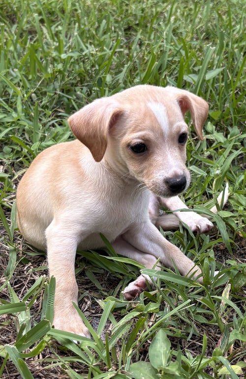 VITO - Dachshund available for adoption