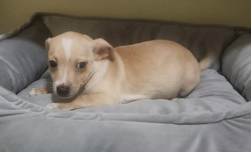 VITO - Dachshund available for adoption