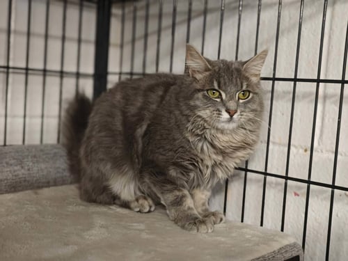 BUNNY - Domestic Medium Hair available for adoption