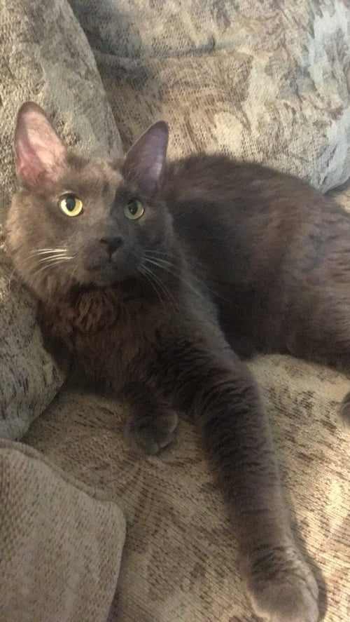 CAIUS - Nebelung available for adoption