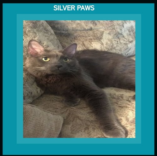 CAIUS - Nebelung available for adoption