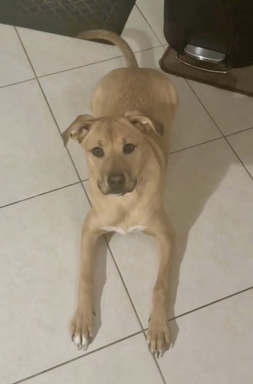 MAYA * - Labrador Retriever / Terrier available for adoption
