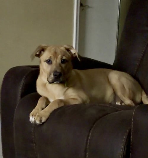 MAYA * - Labrador Retriever / Terrier available for adoption