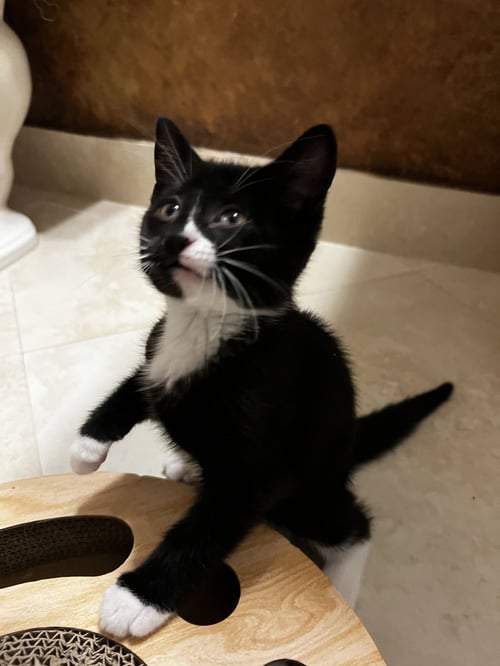 BELLA - Domestic Short Hair available for adoption