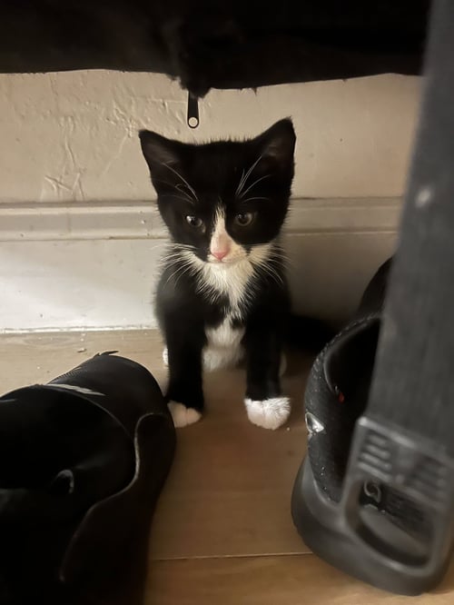 BELLA - Domestic Short Hair available for adoption