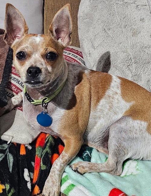 BISCUIT * - Chihuahua available for adoption