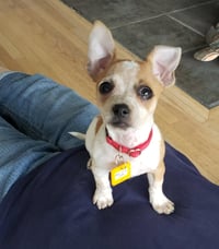 Biscuit * - Photo 4