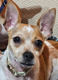 Biscuit * - Photo 3