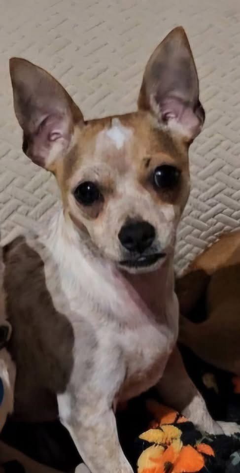 BISCUIT * - Chihuahua available for adoption