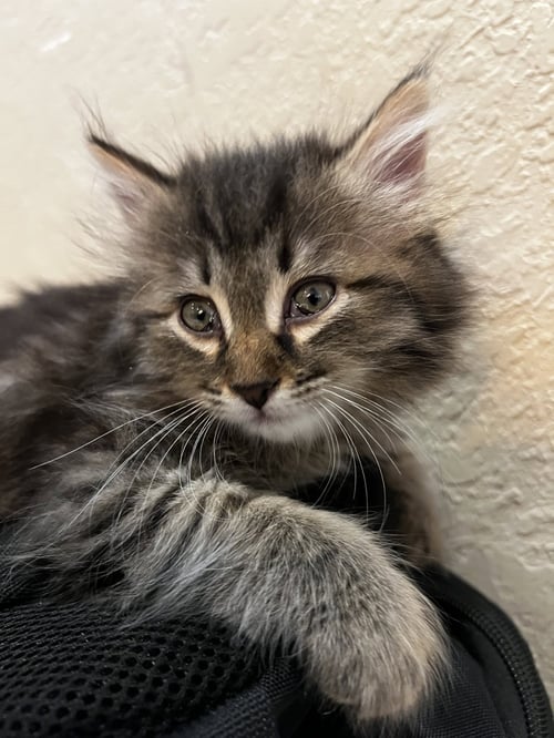 PIKA * - Domestic Long Hair for adoption in West Palm Beach
