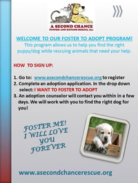 I WANT TO FOSTER TO ADOPT A DOG - Photo 1