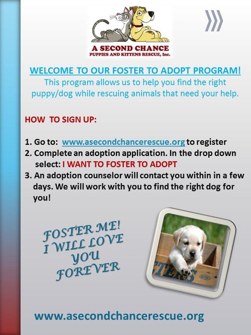I WANT TO FOSTER TO ADOPT A DOG - Terrier available for adoption