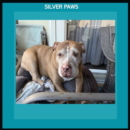 BLUEBERRY* - American Pit Bull Terrier available for adoption