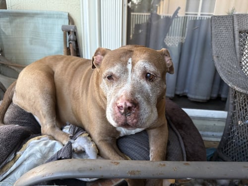 BLUEBERRY* - American Pit Bull Terrier available for adoption