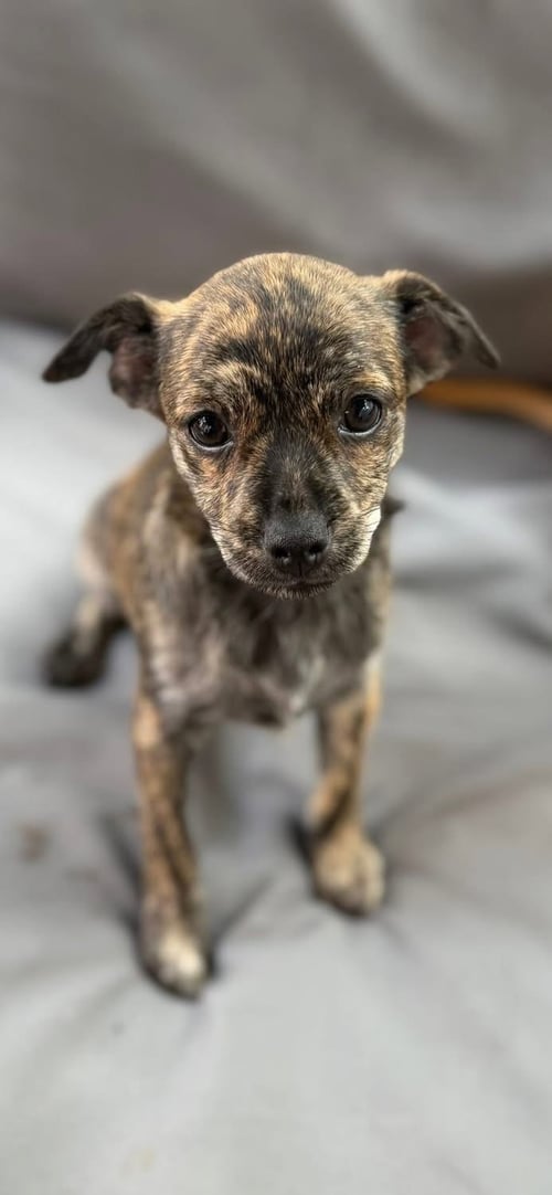 HAZEL * - Terrier / Chihuahua available for adoption