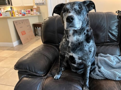 BLU * - Labrador Retriever / Catahoula Leopard Dog available for adoption